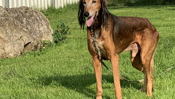 Drei alte Saluki-Buben