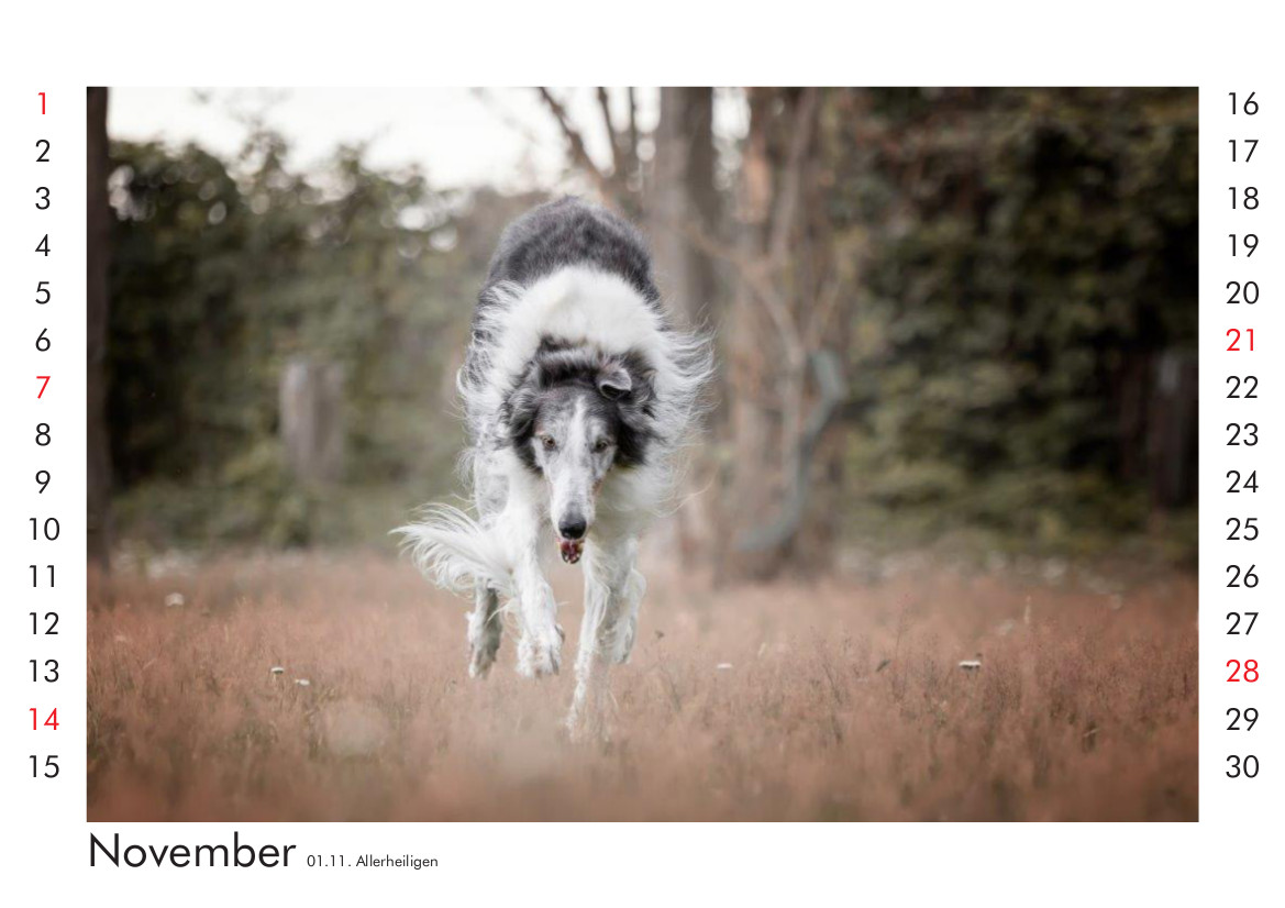 Unser Zirkusbarsoi Juri begrüßt den November