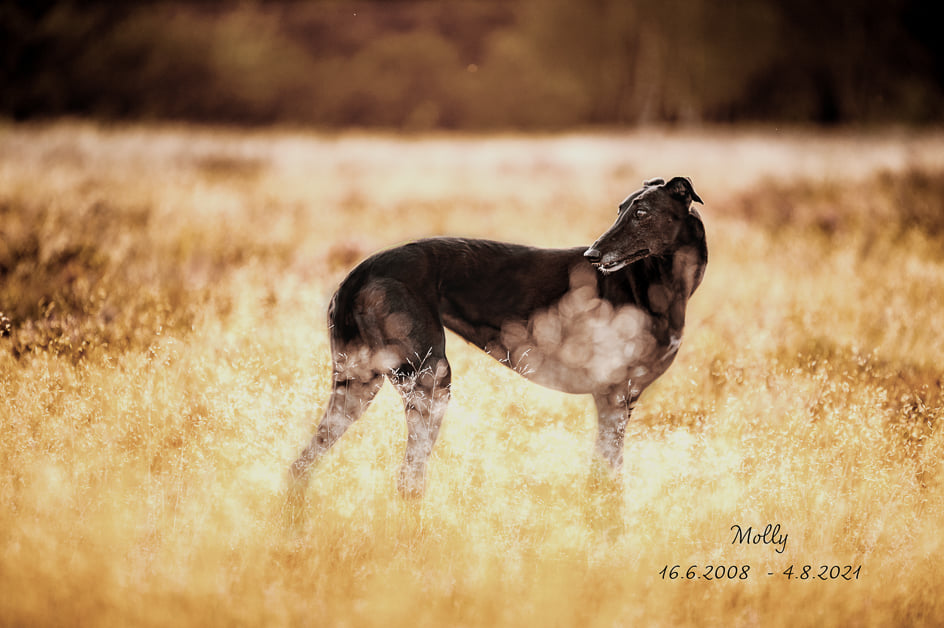 Greyhound-Hündin: MOLLY