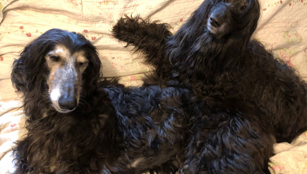 Ajan - das Geschenk Gottes