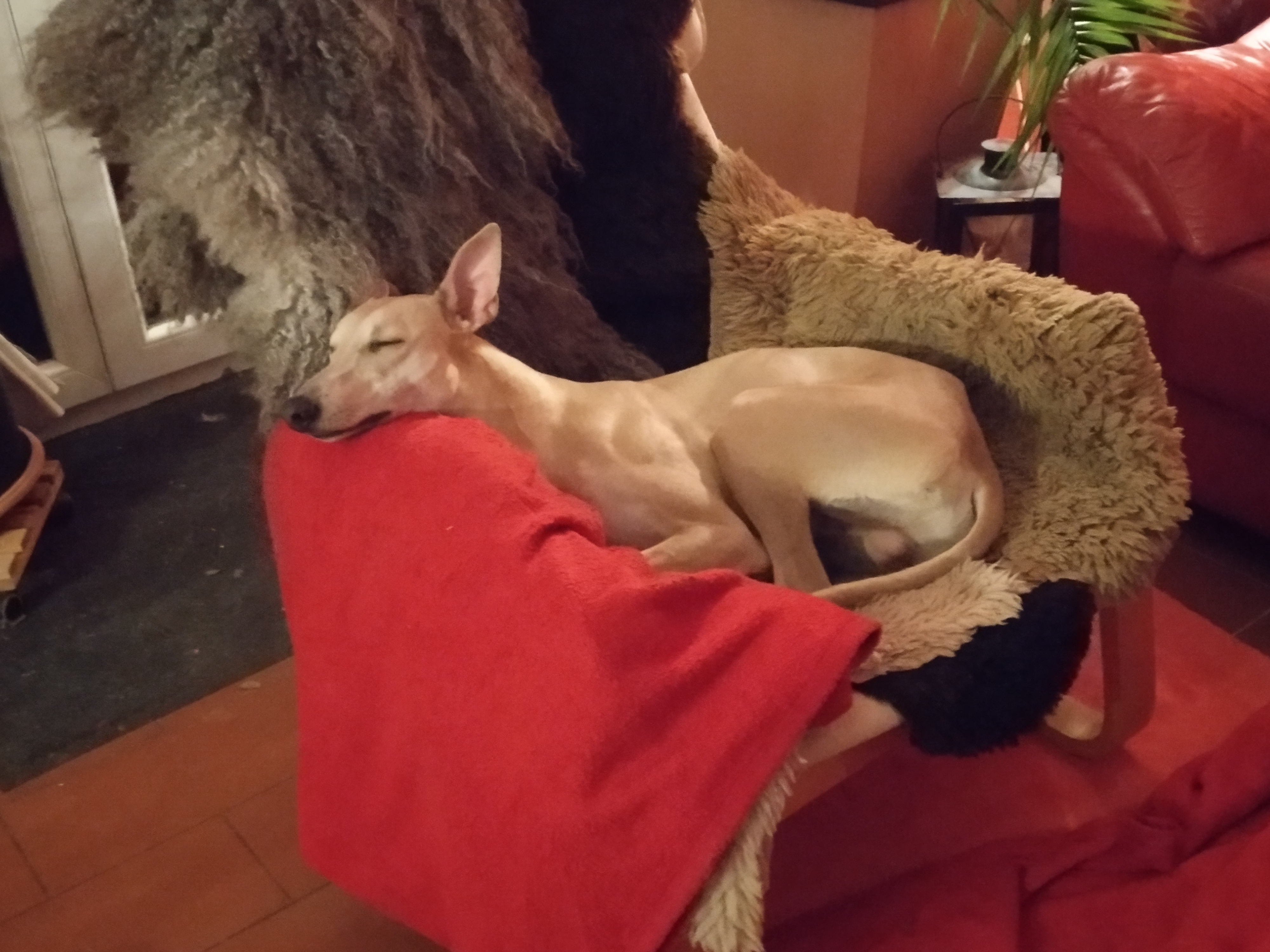 Whippet Luis