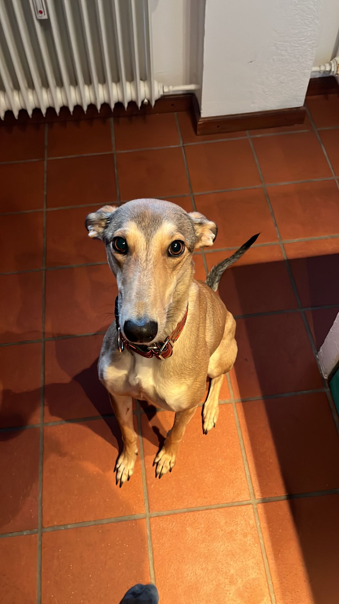 Sarah durfte in ihr neues Zuhause umziehen