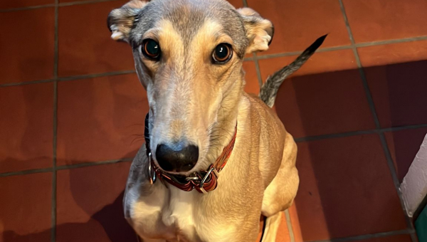 Sarah durfte in ihr neues Zuhause umziehen