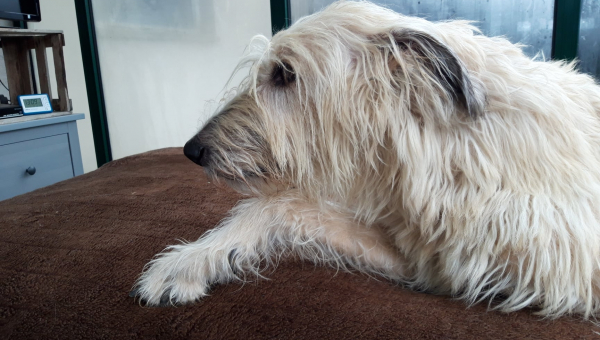 Unsere Hermine ist nicht mehr