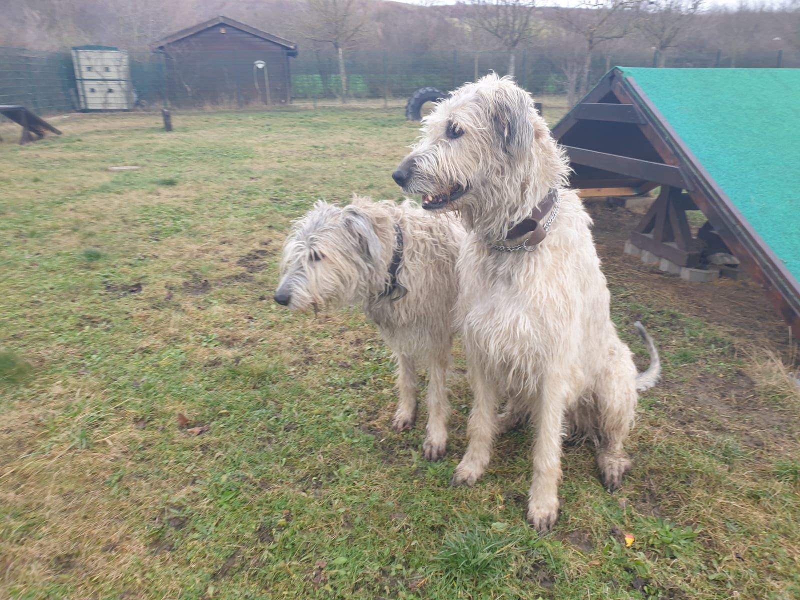 Bruce & Brenda in akuter Not