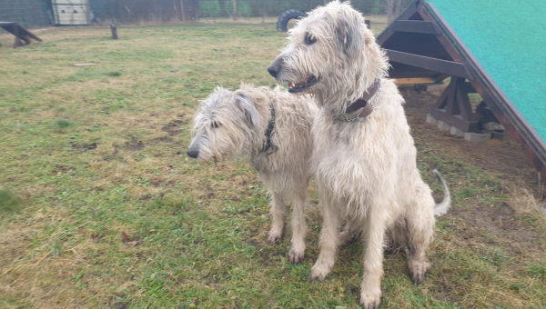 Bruce & Brenda in akuter Not