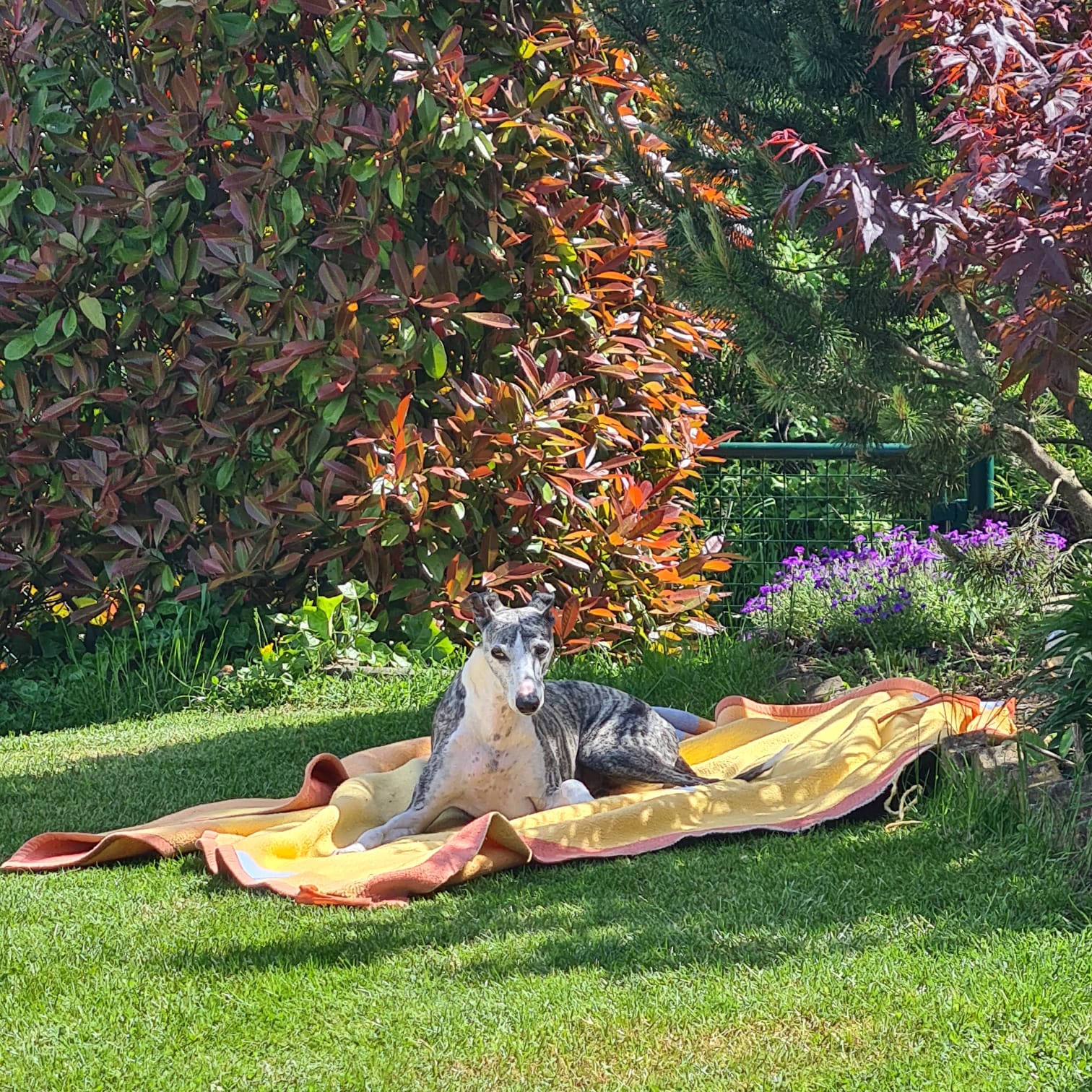 Hannibals zweites Leben