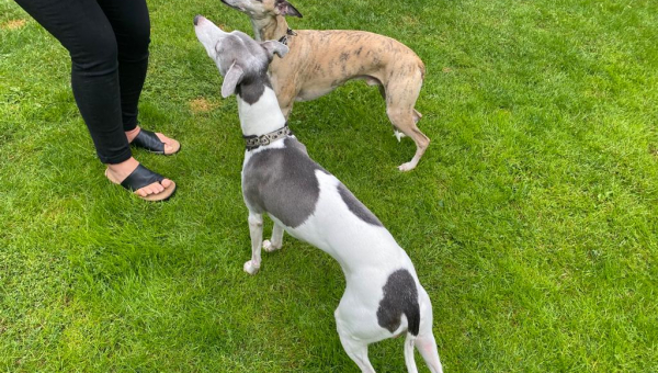 2 Whippen suchen dringend