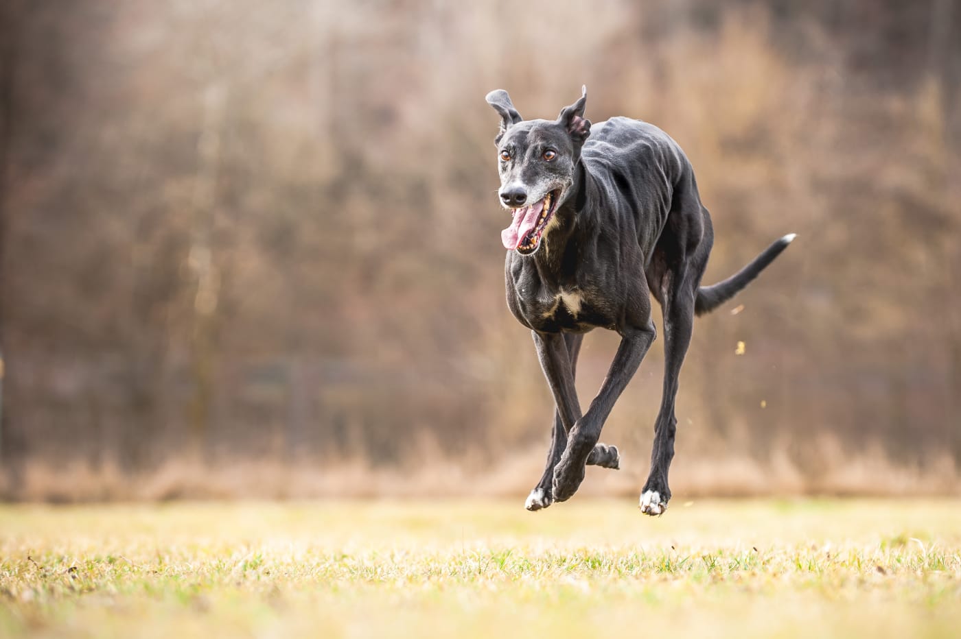 Greyhound-Rüde: JONNE
