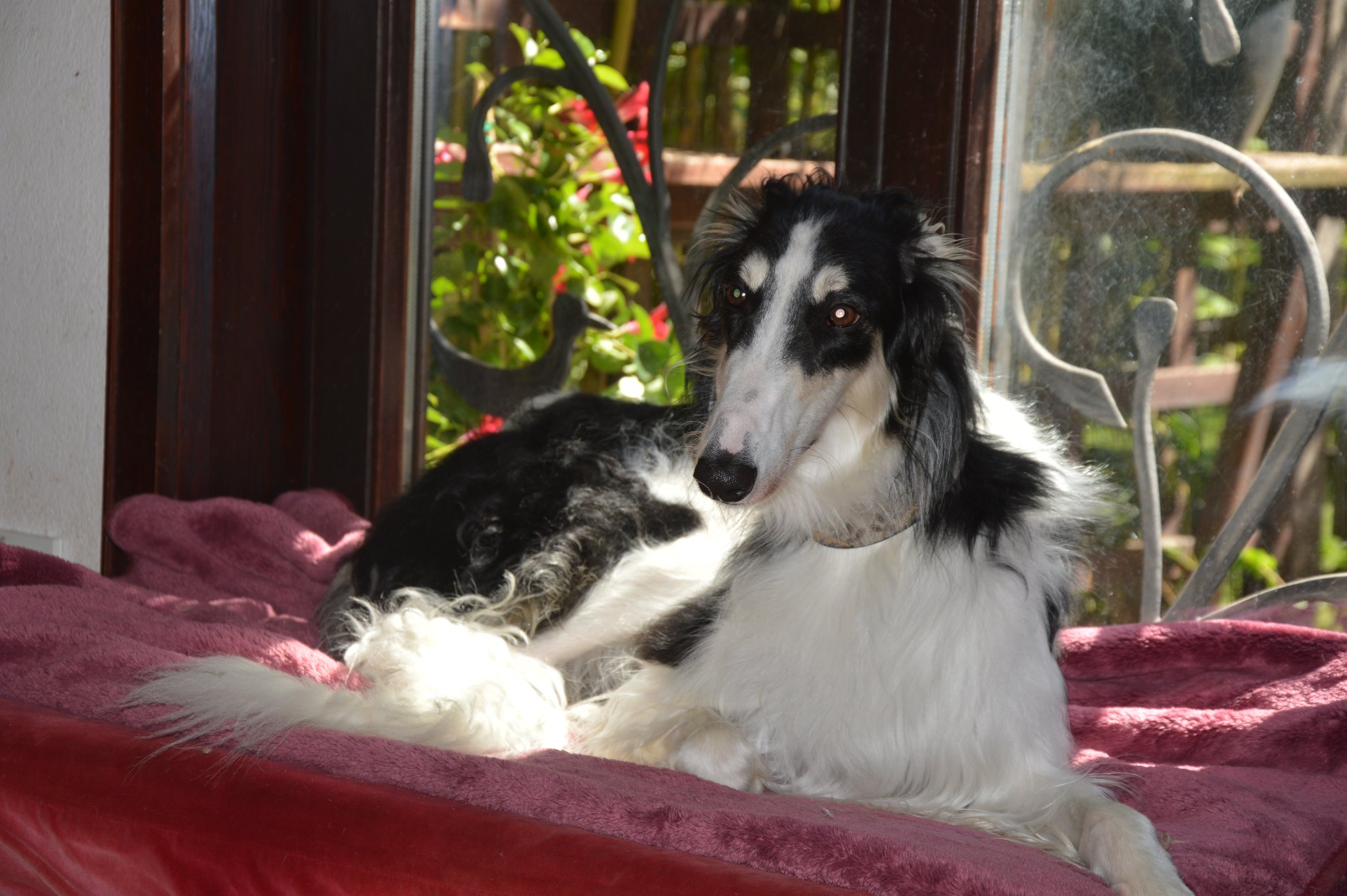 Grischa - immer noch ganz perfekt