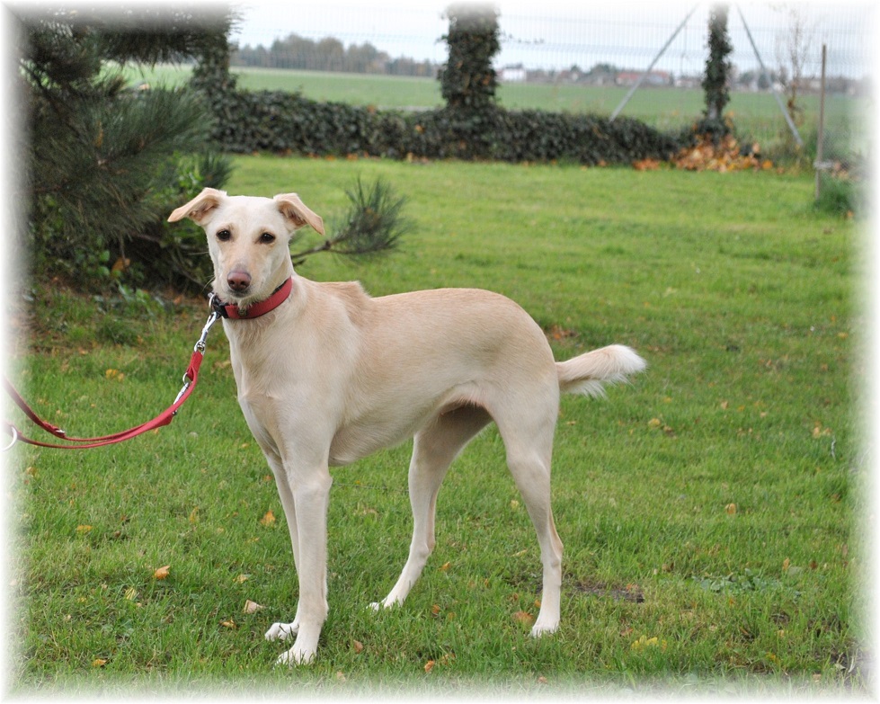 Heidi hat ein Zuhause