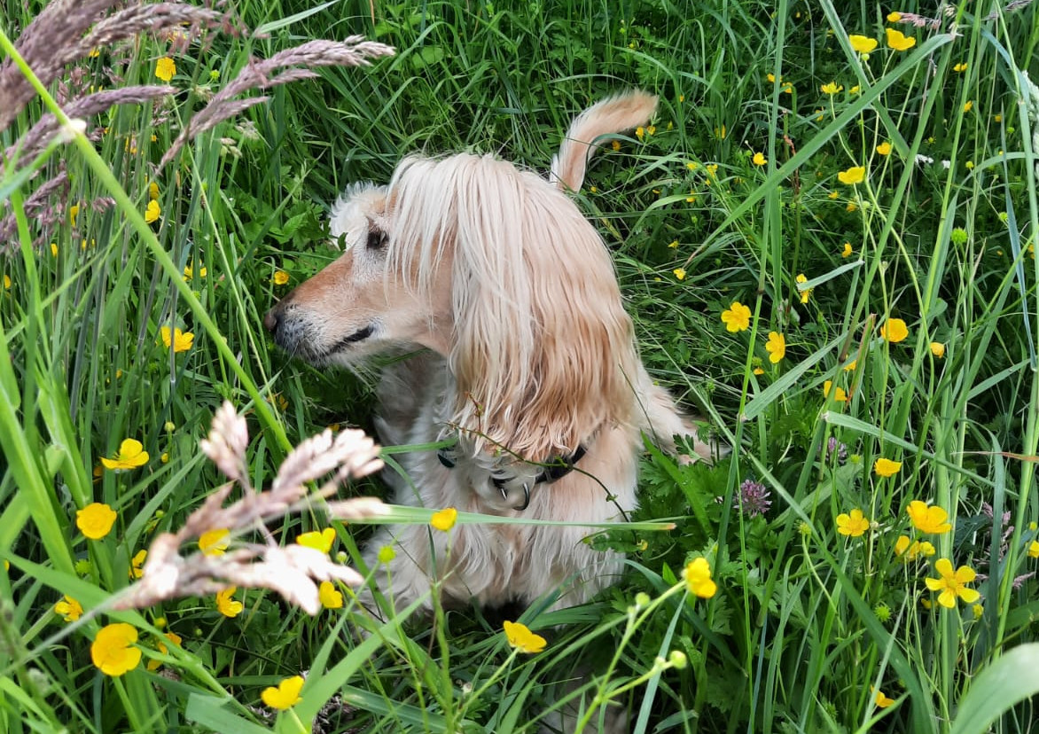 ein ganz glücklicher Afghane unser Dhatri