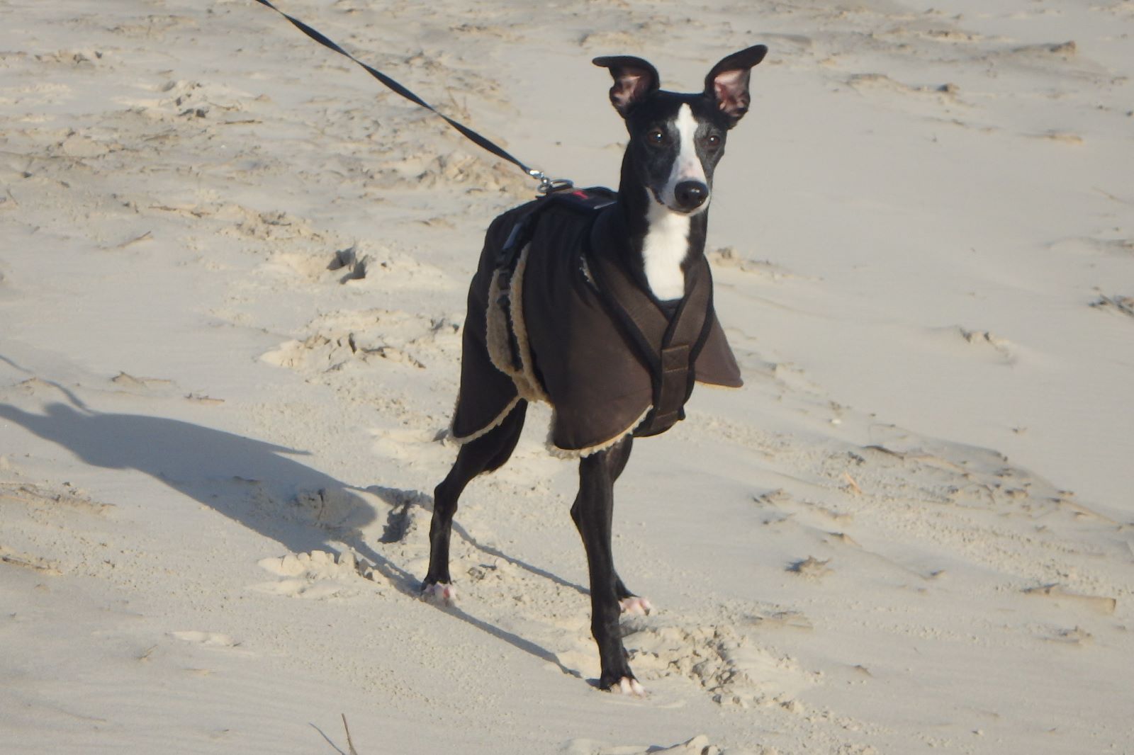 "Zwischendurchgrüße" von Bibi der jetzt Jimmy heisst... 