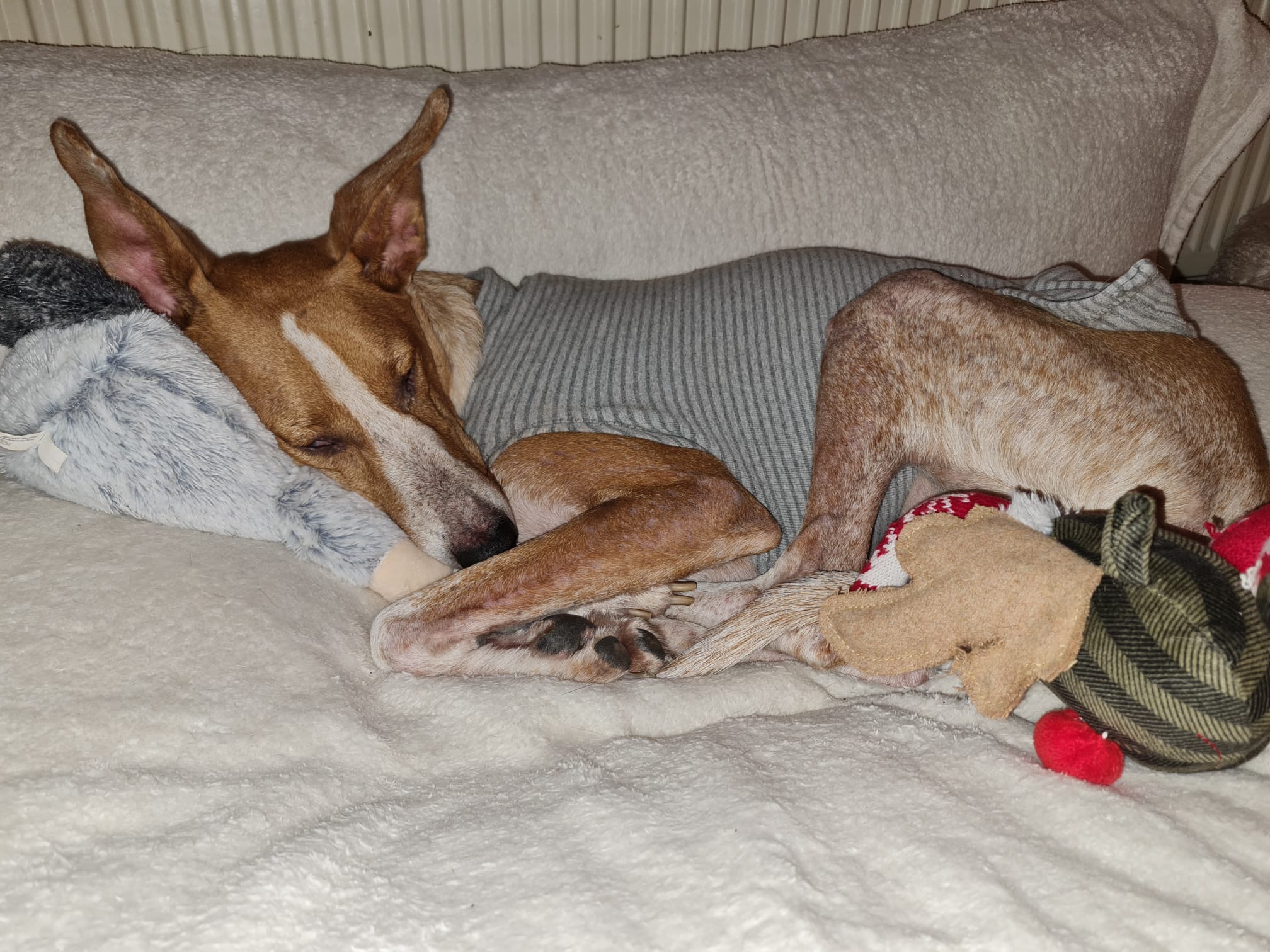 Unser Patenhund Kimi ist gestorben…