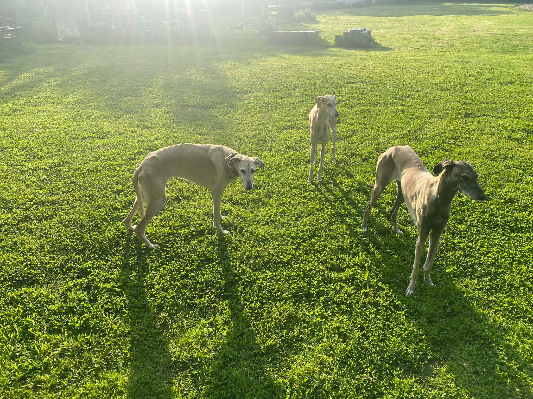 Herzlichen Glückwunsch liebe Aleth!