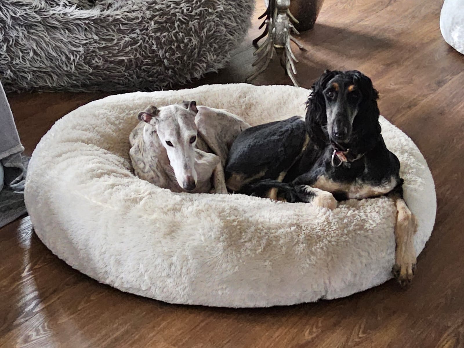 Afghanen-Rüde: Anton