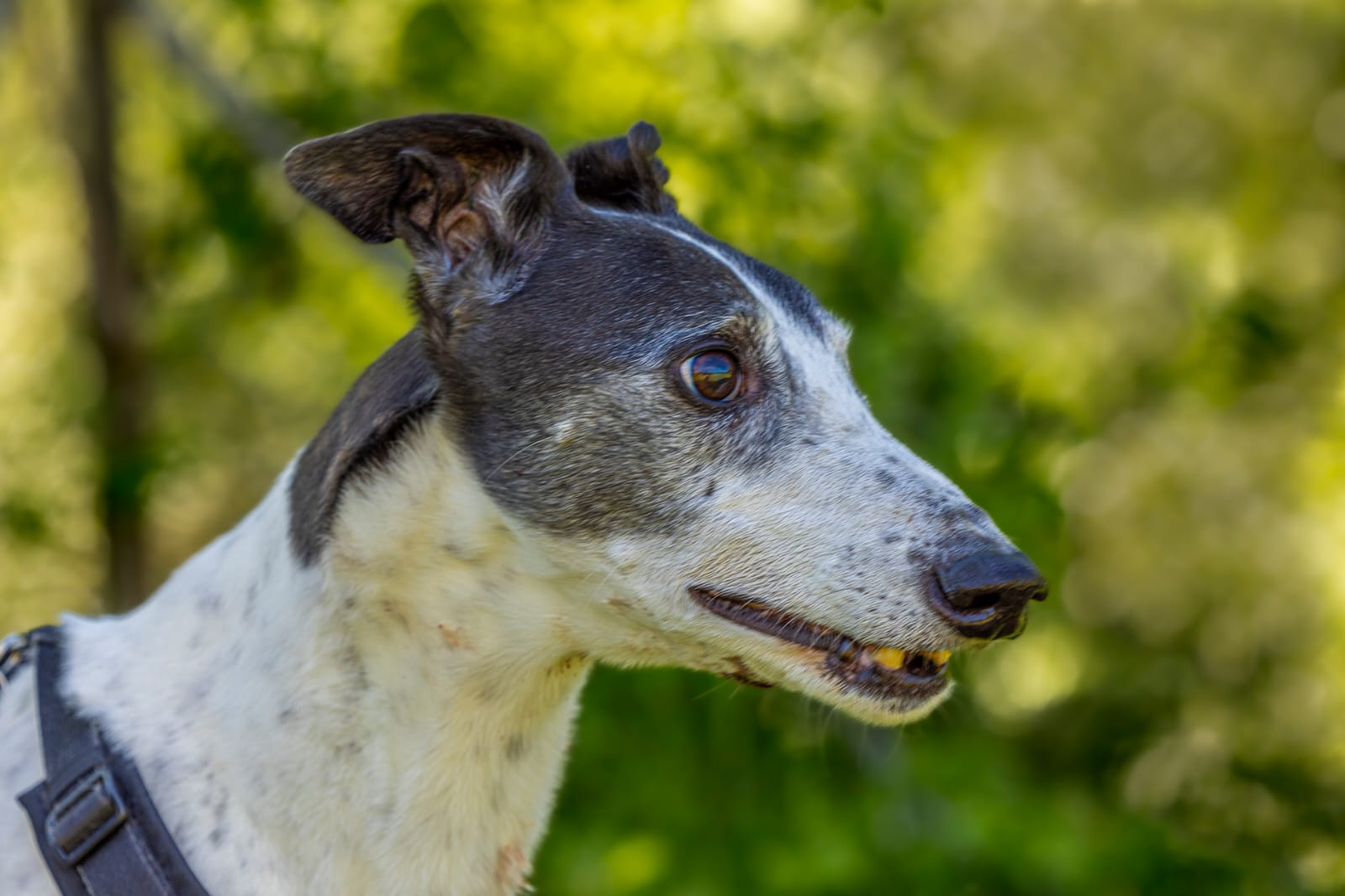 Greyhound-Rüde: PENNY