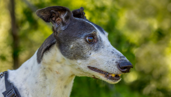 Greyhound-Rüde: PENNY