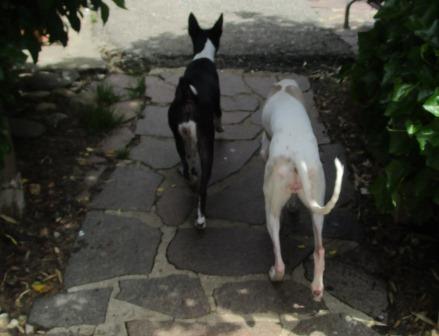 Oldiepaar: VICKY und IMBA 