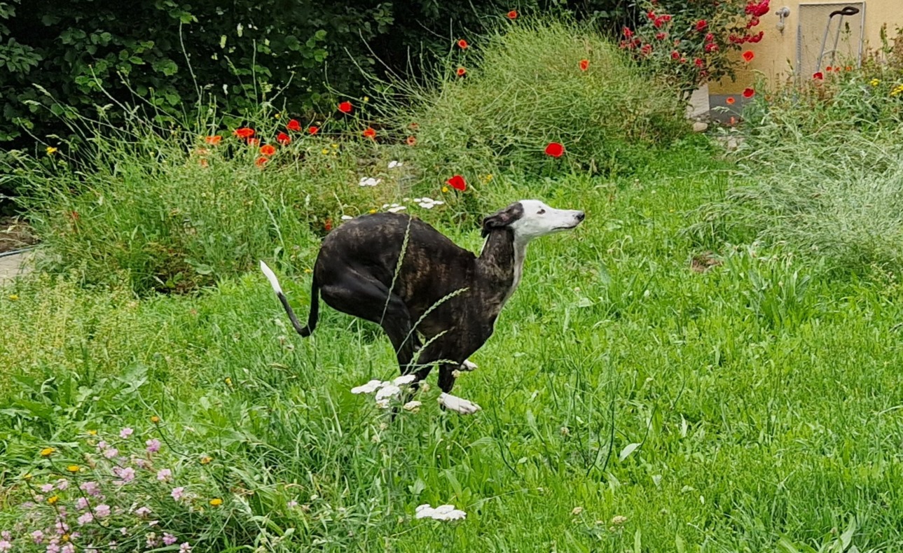 Galgo-Hündin: Hanni