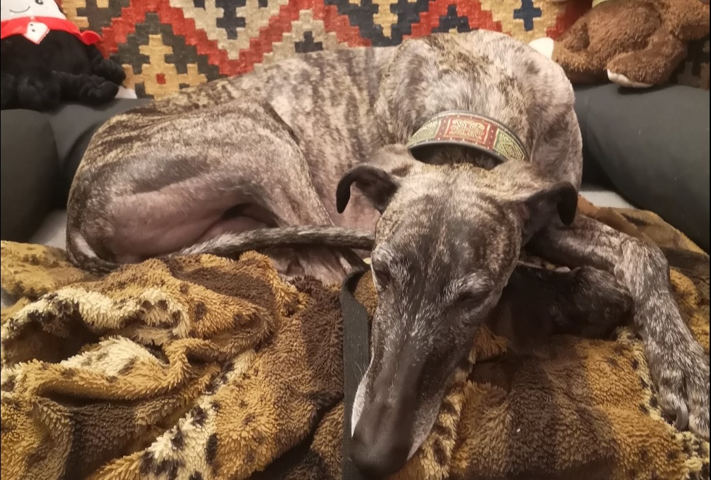 Galgo-Rüde: Hugo