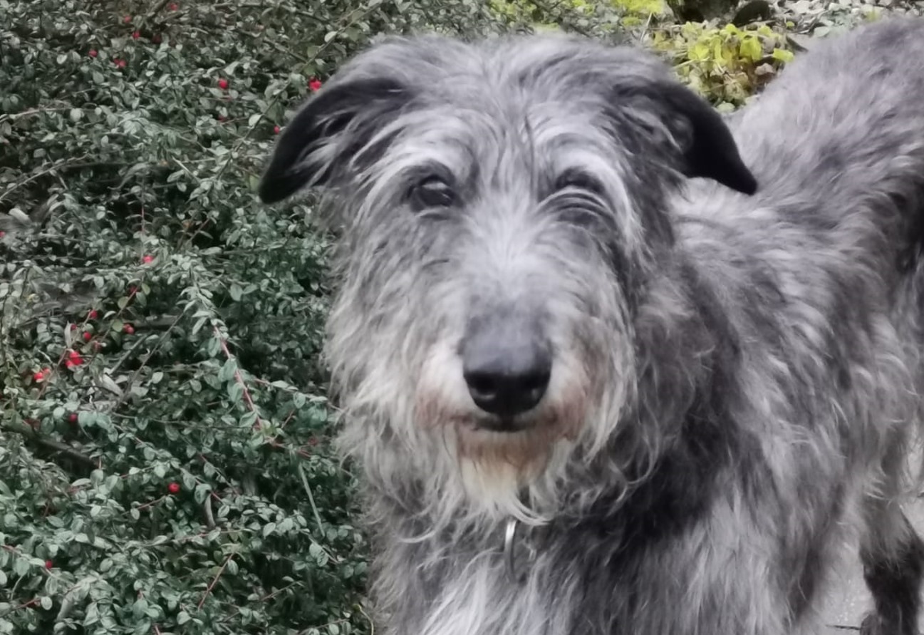 Deerhound-Hündin: Isolde