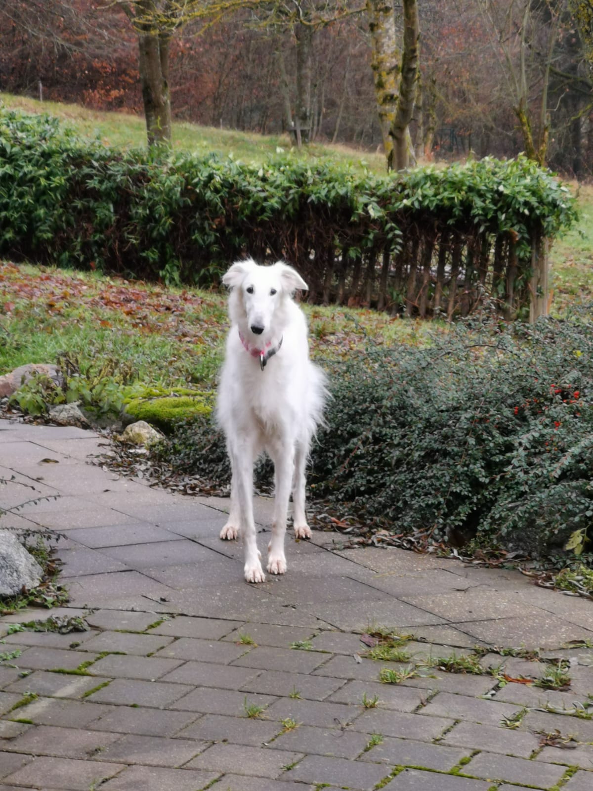 Barsoi-Hündin: Moni