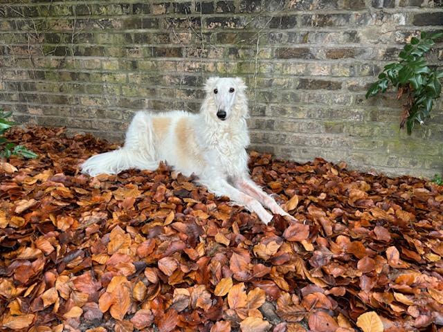 Herzlichen Glückwunsch Ivy!