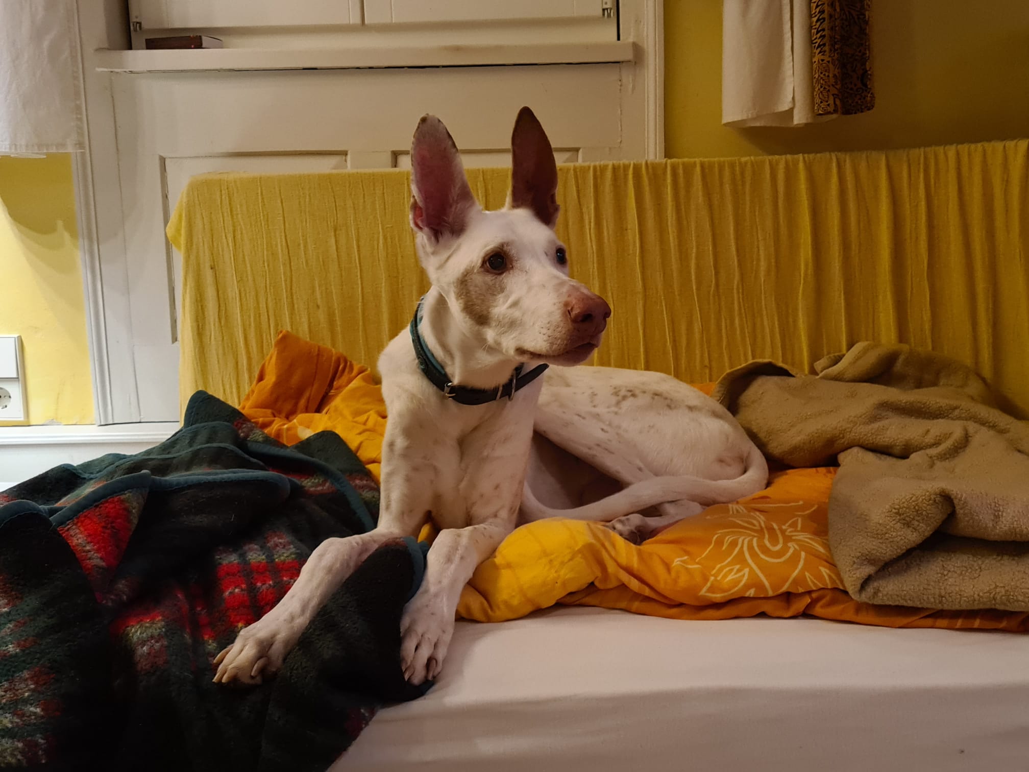 Podenco-Rüde: Araco