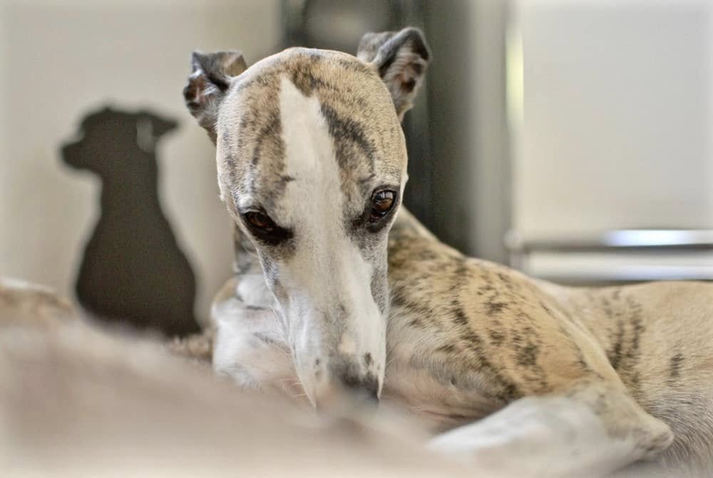 Whippet-Rüde: Barnaby