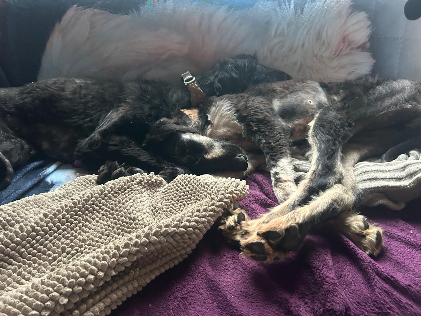 Welcome Tiger & Rosalind