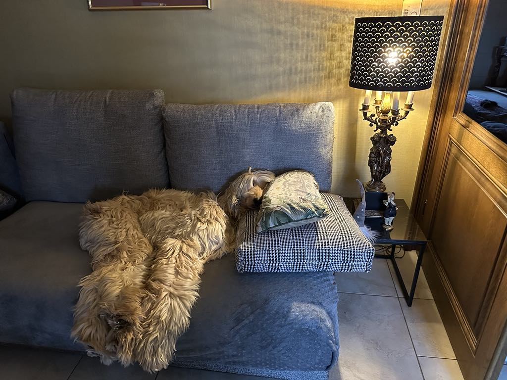 Afghanen-Rüde: Yogi