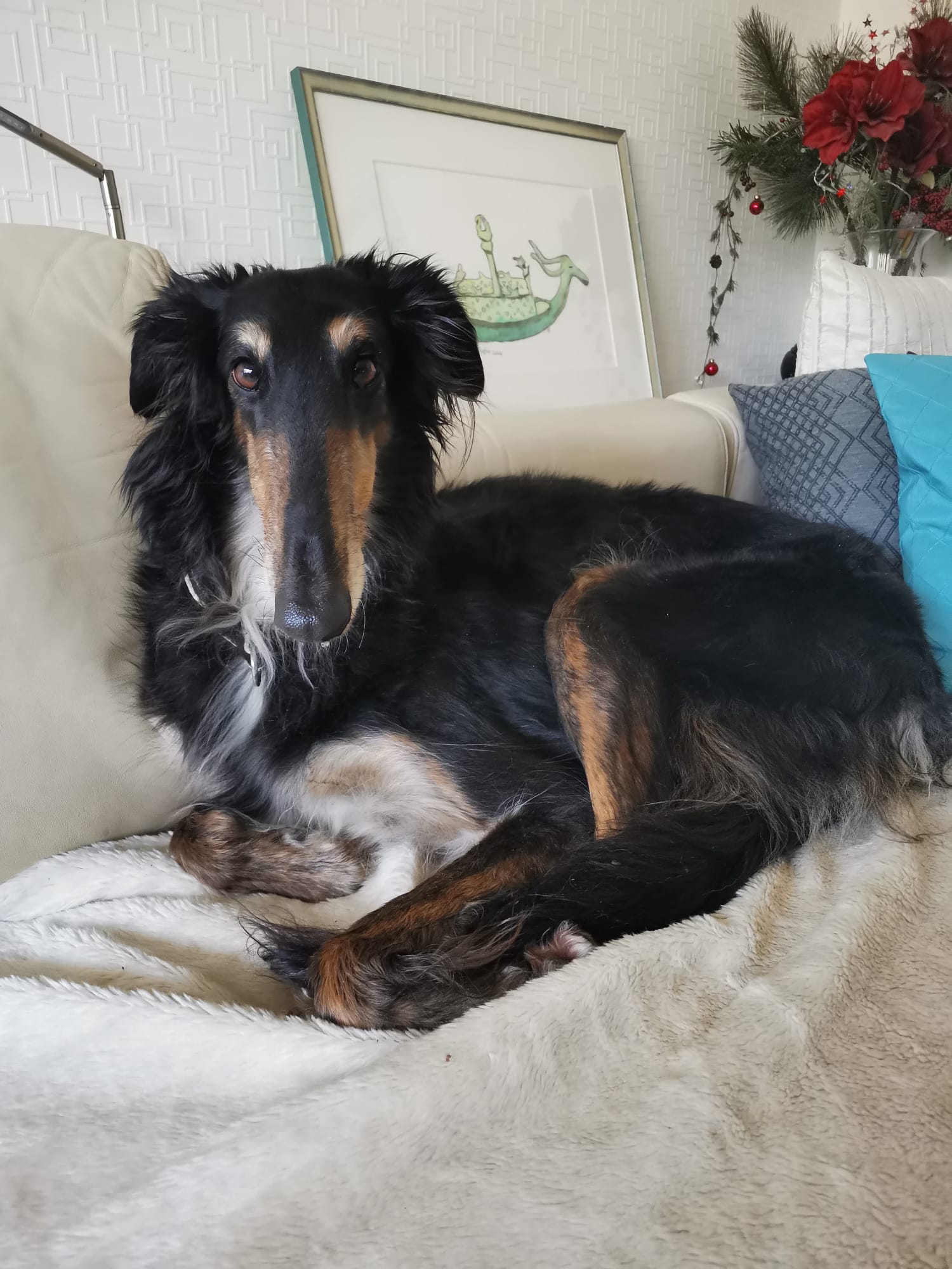 Barsoi-Hündin: Loulou