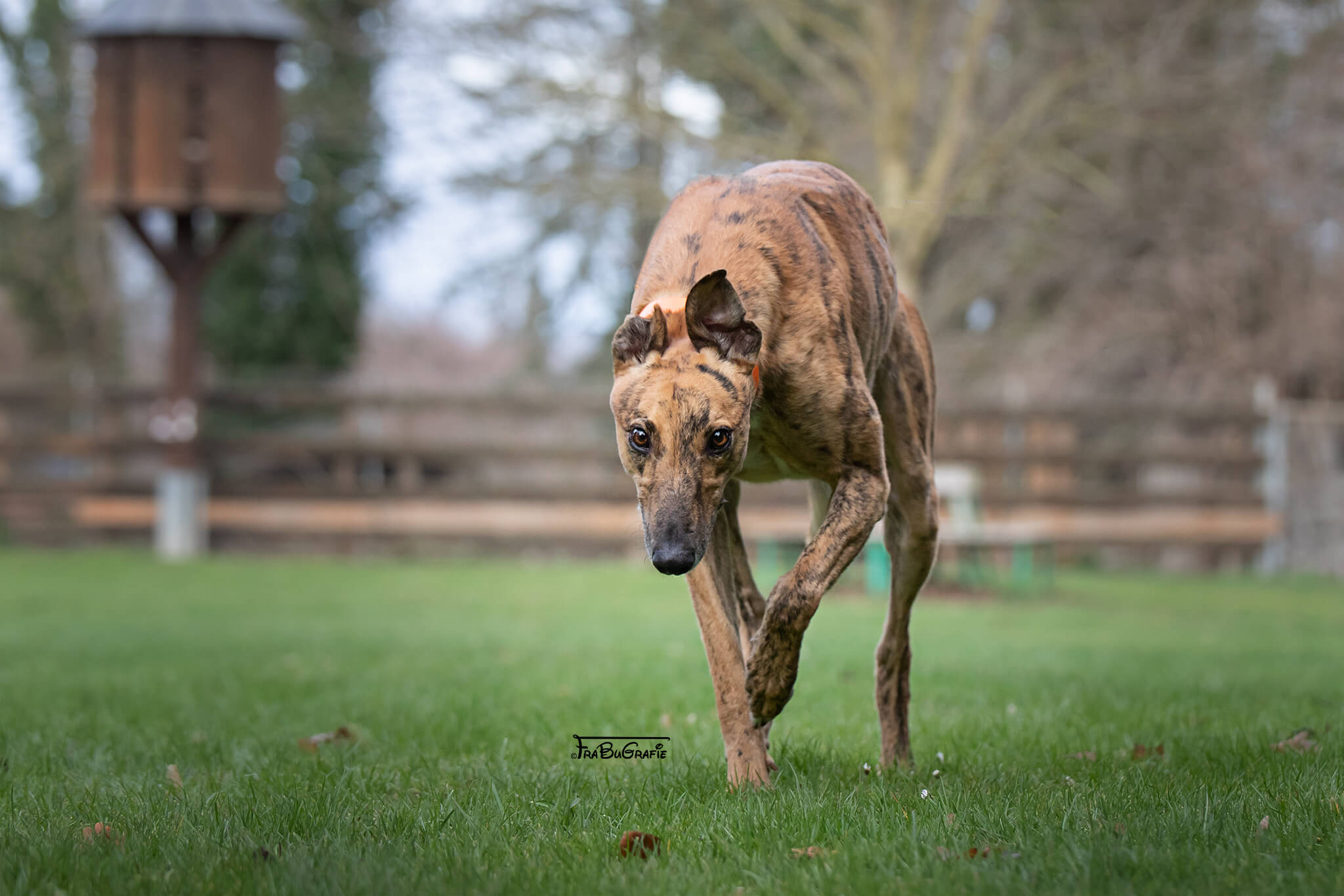 ein sehr schönes Okapi sucht