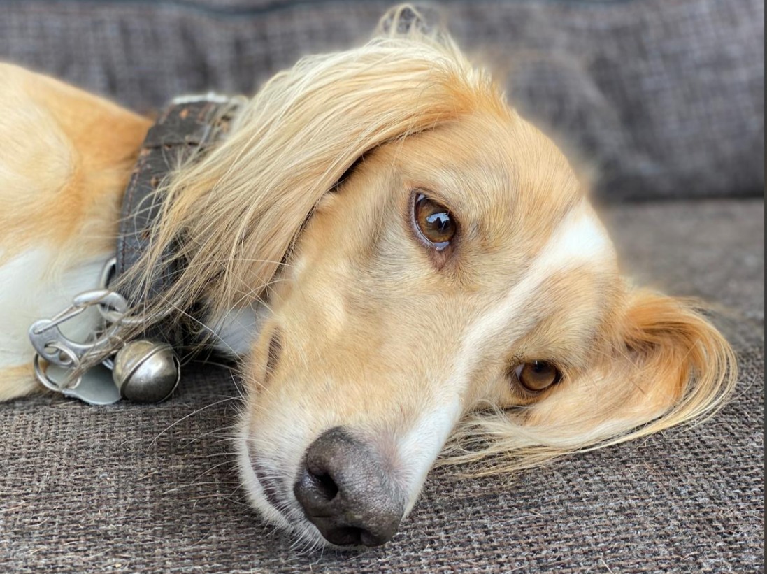 Saluki-Rüde: Lazar