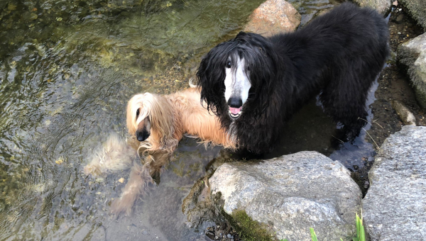 Ajan und seine Frauen