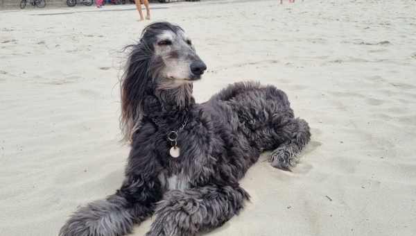 Afghanen-Hündin: Ronja