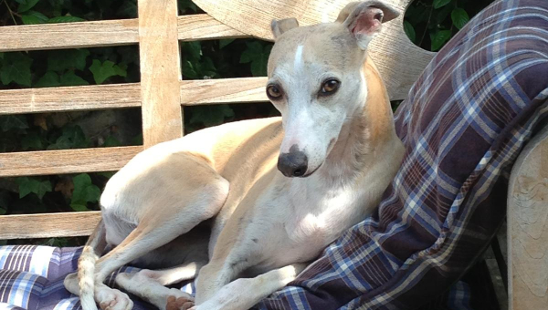 Whippet-Hündin: Aimy