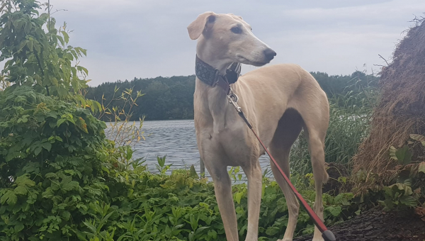 Saluki-Whippet-Mix-Hündin: Faye