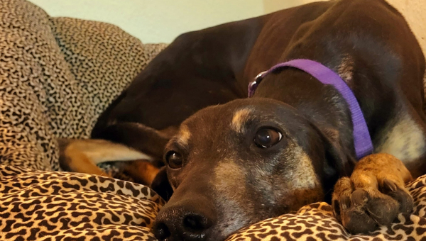 Sloughi-Hündin Nouri