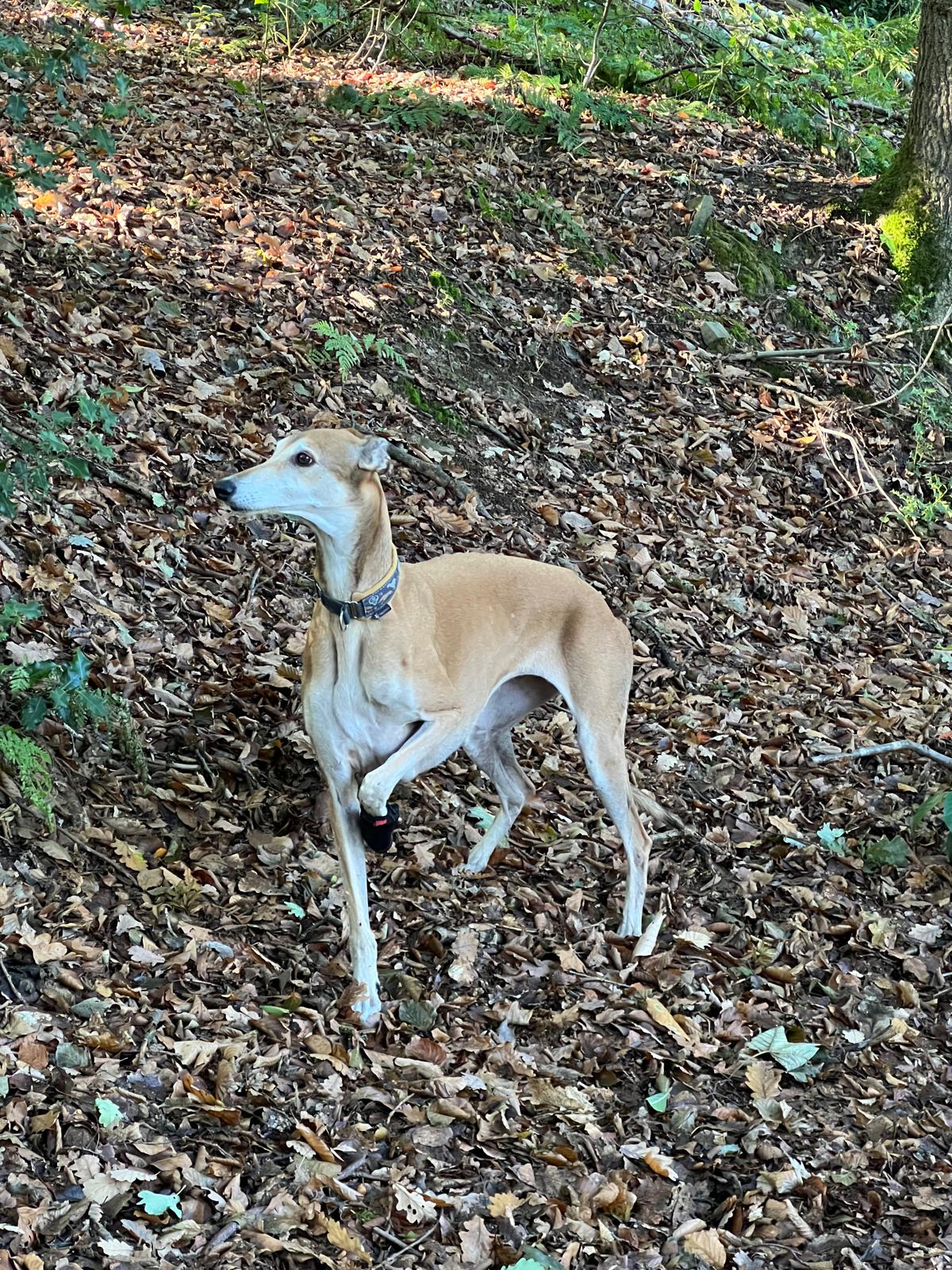 Ein Rehlein sucht...