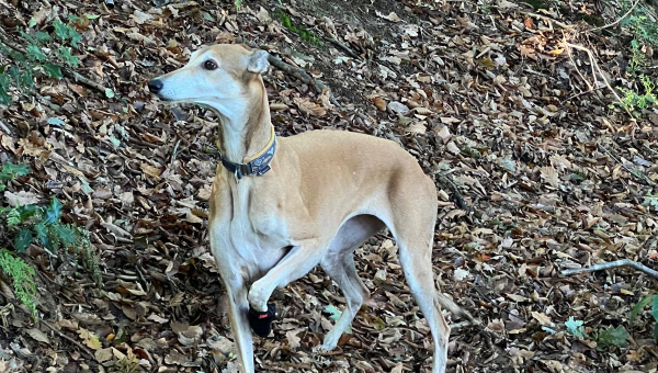 Showgrey-Hündin: Gala