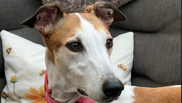 Showgrey-Hündin: Tauriel