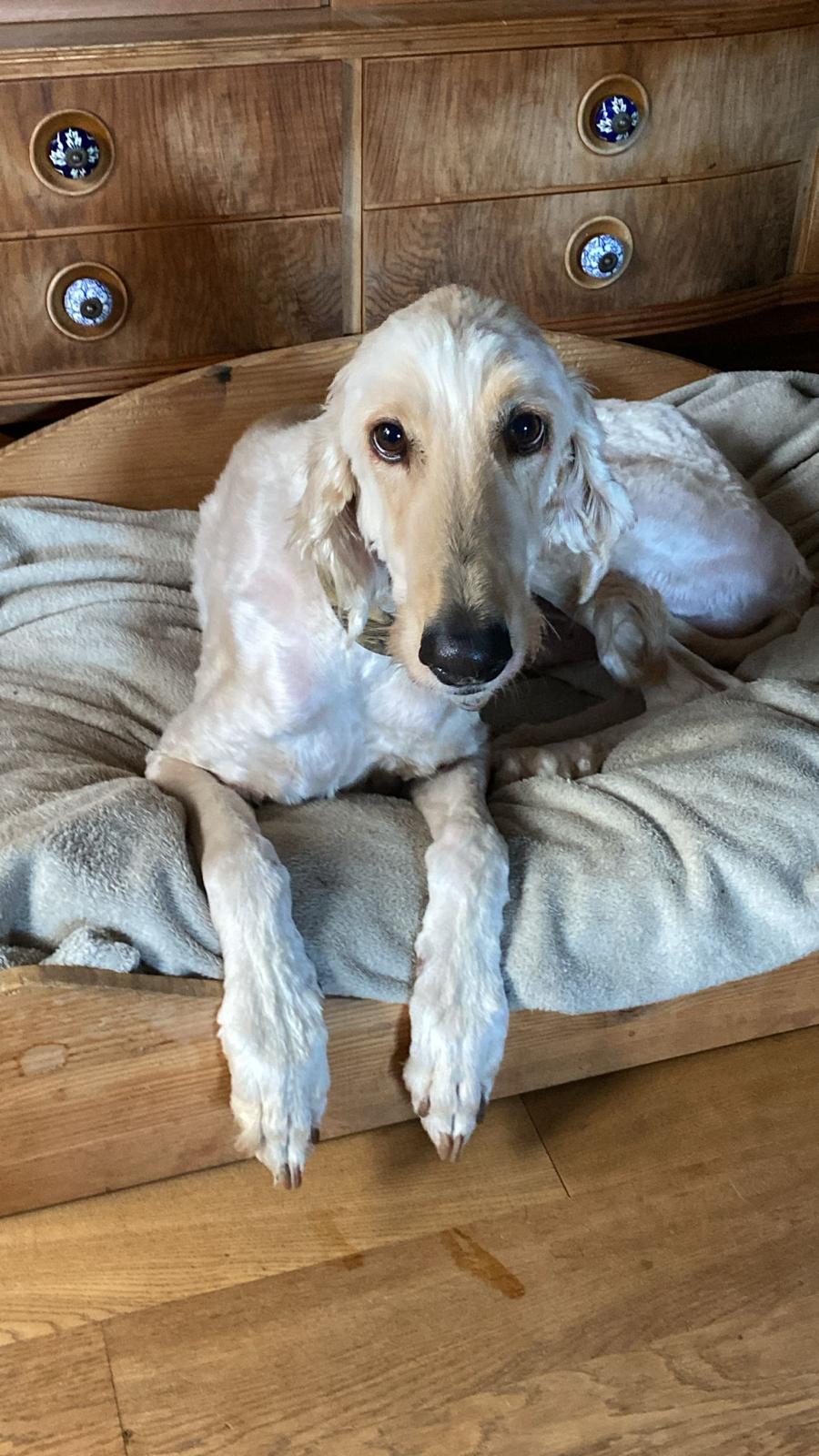 Afghanen-Rüde: Miro/reserviert