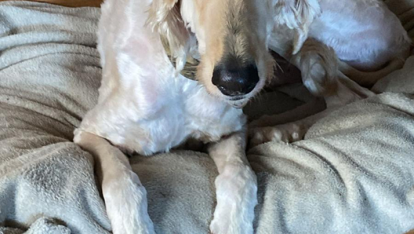 Afghanen-Rüde: Miro/reserviert