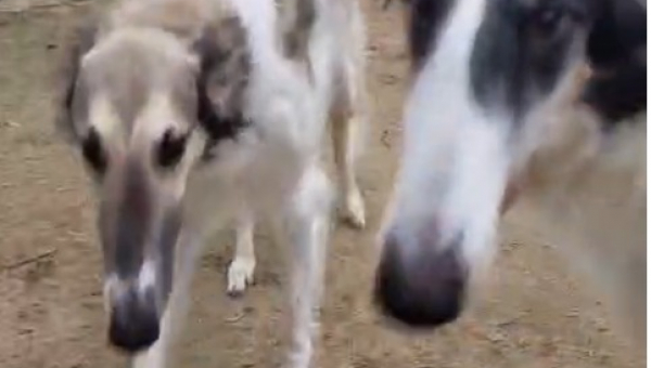 Es ist doch Weihnachten…