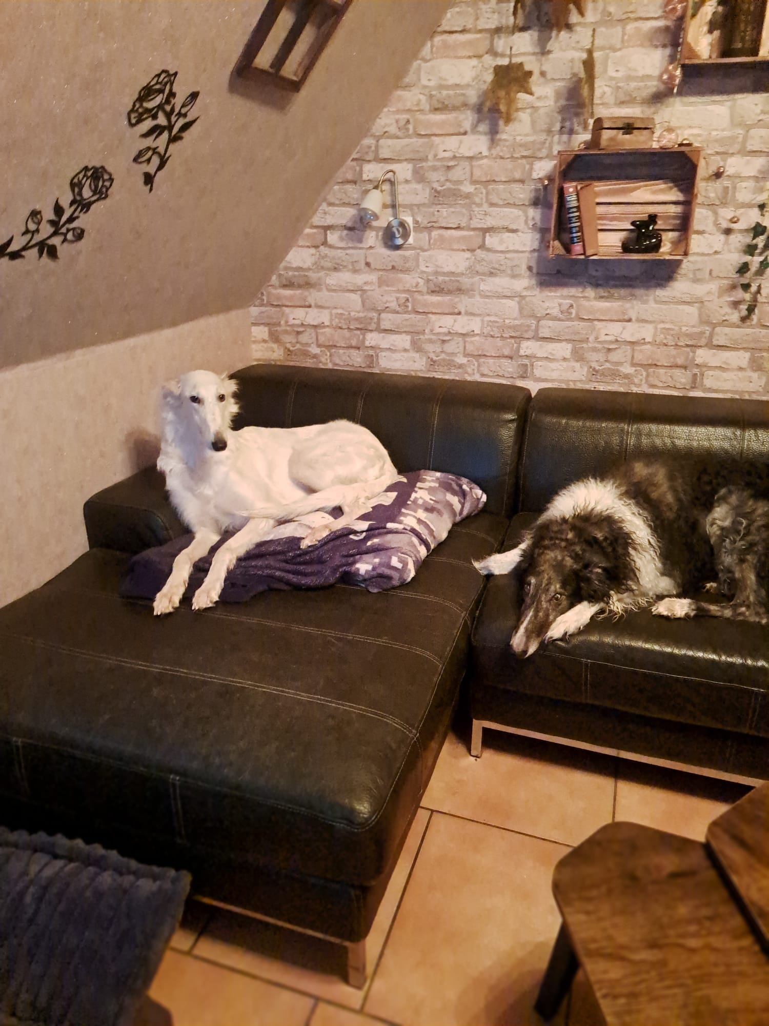 Barsoi-Hündin: Hope