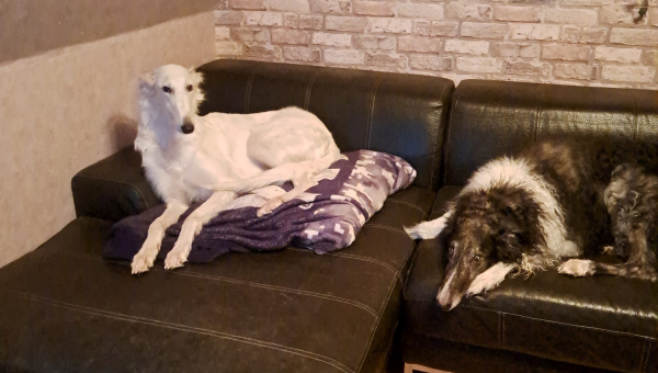 Barsoi-Hündin: Hope