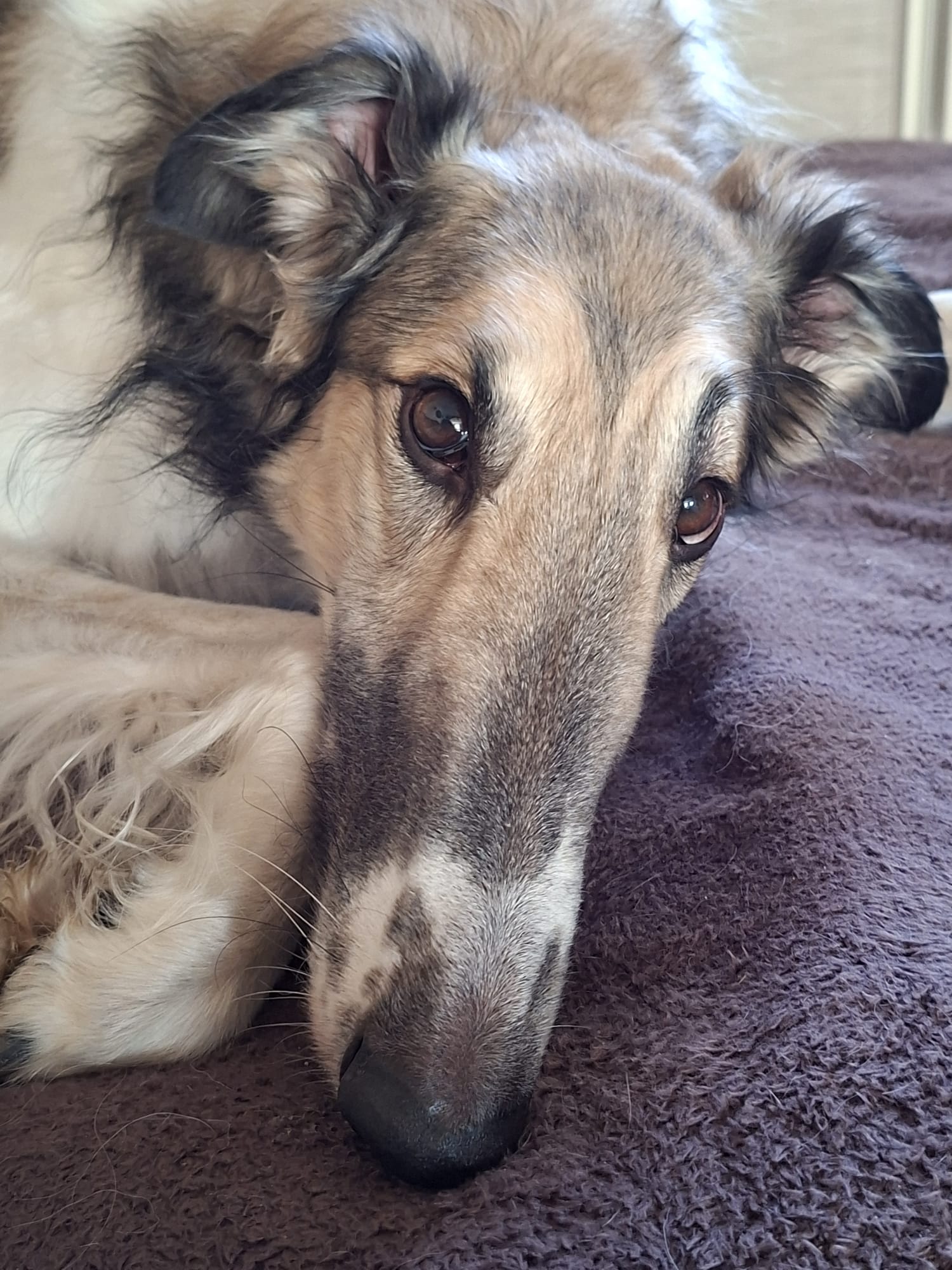 Vier Barsois geschafft