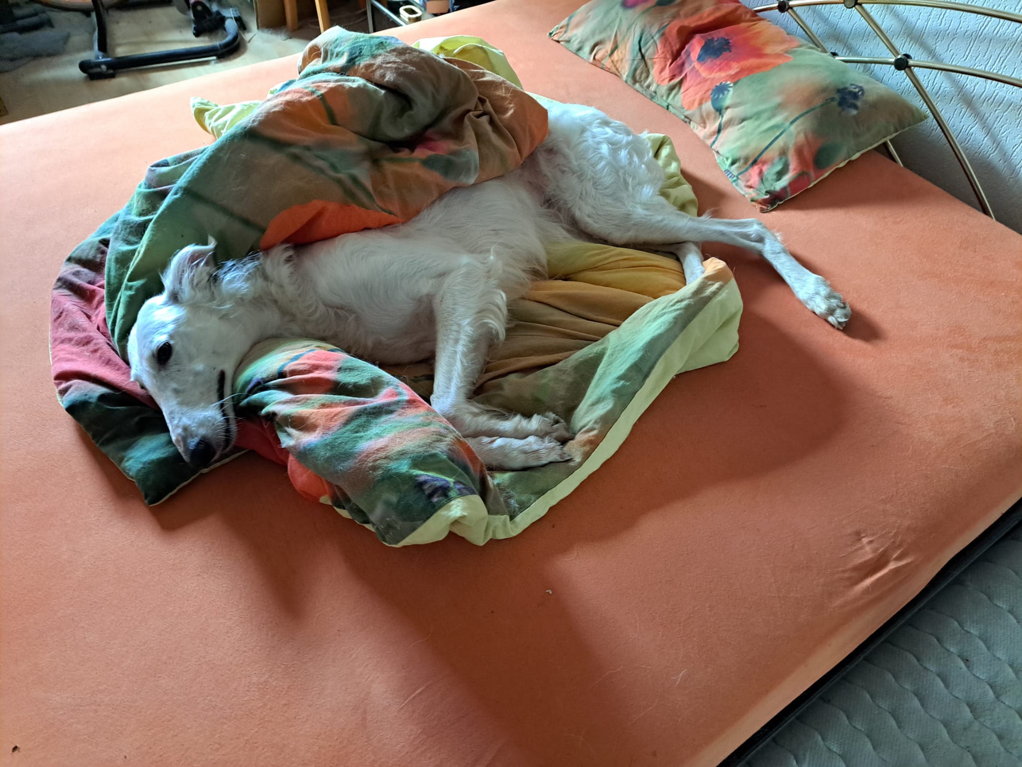 Barsoi-Hündin: Leyla